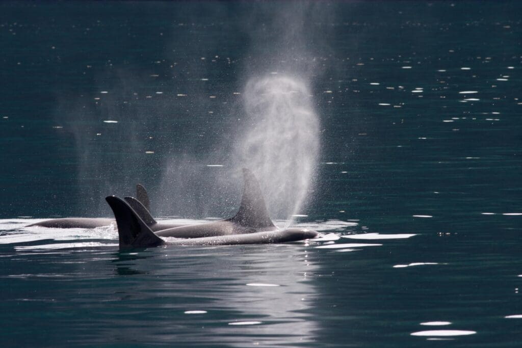 The Intimidating Killer Whale: Wildlife of the Week – 2023 Week 19 10 A pod of orcas, or killer whale, surfacing.