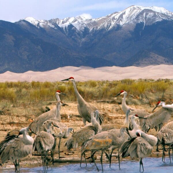 The Splendid Sandhill Crane: Wildlife of the Week – 2023 Week 21