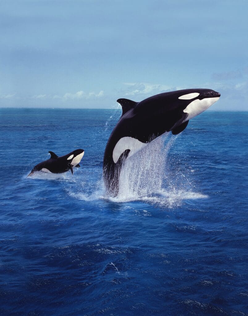 The Intimidating Killer Whale: Wildlife of the Week – 2023 Week 19 7 A Mother Killer Whale and her Calf breaching the water