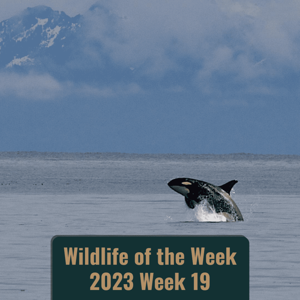 An orca breaches out of the open water.