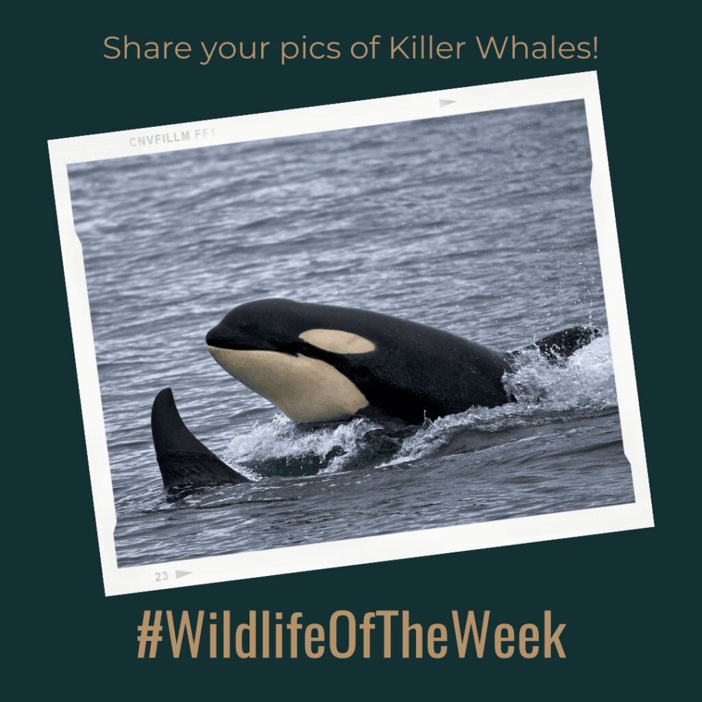 Orcas in the water