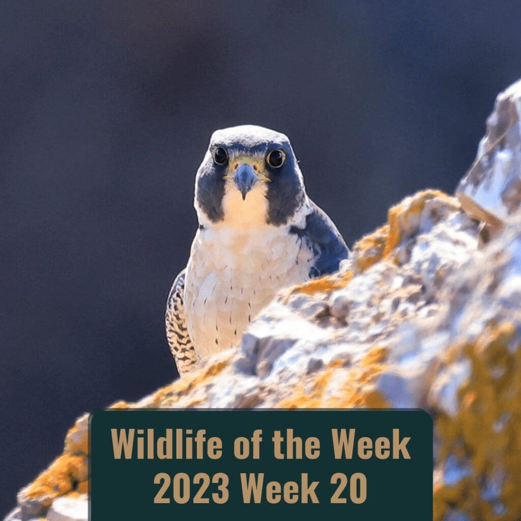 Peregrine falcon peers straight at the camera from behind a rock outcrop.
