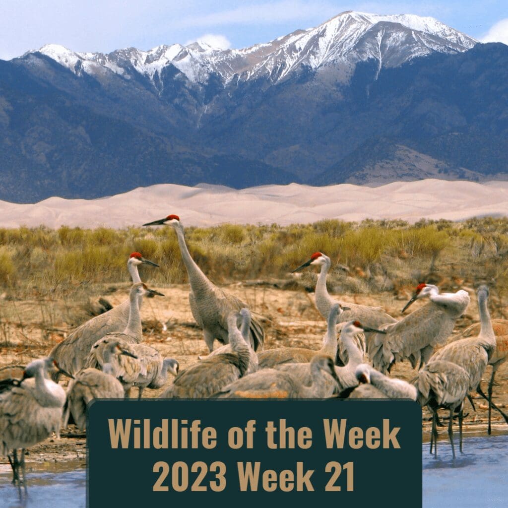 Sandhill Cranes on the shore of the valley with dunes and mountains in the distant background.