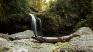 a Black-bellied Salamander sits on a rock with a waterfall in a forest in the background