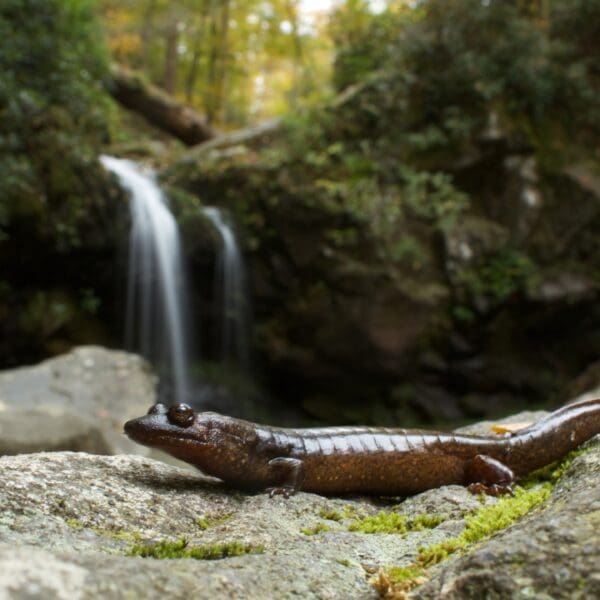 The Isolated Black-bellied Salamander: Wildlife of the Week – 2023 Week 22