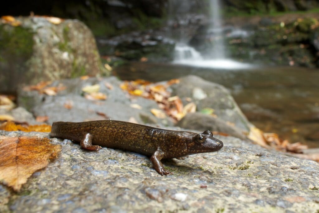 The Isolated Black-bellied Salamander: Wildlife of the Week – 2023 Week 22 10 A Black-bellied Salamander sits on a leave covered rock with a pond and waterfall in the background
