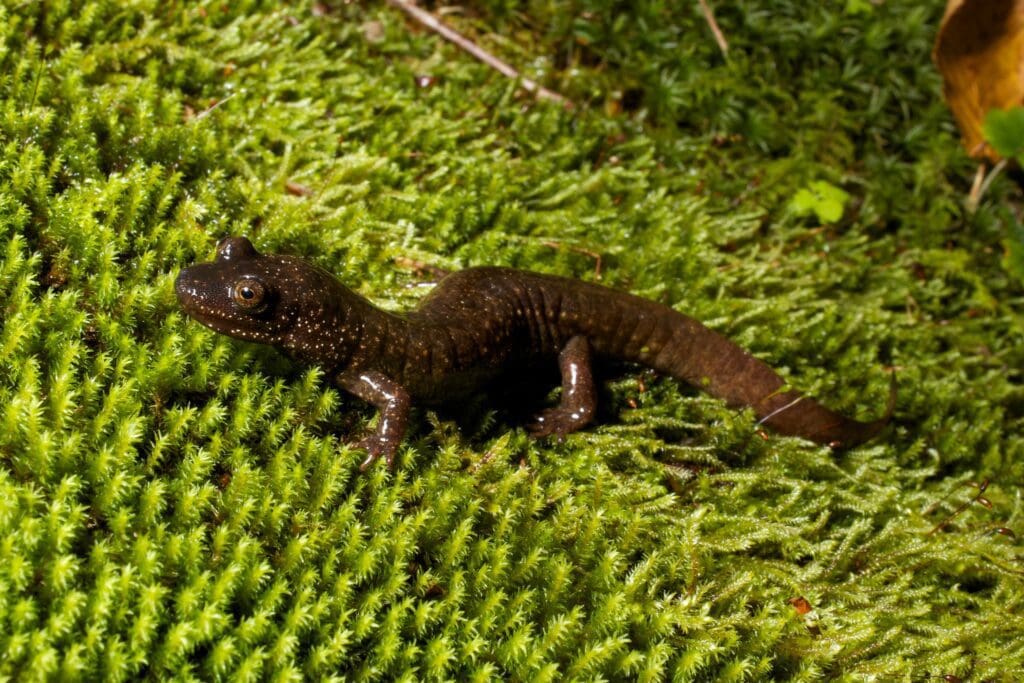 The Isolated Black-bellied Salamander: Wildlife of the Week – 2023 Week 22 7 Black-bellied salamander on bright green moss