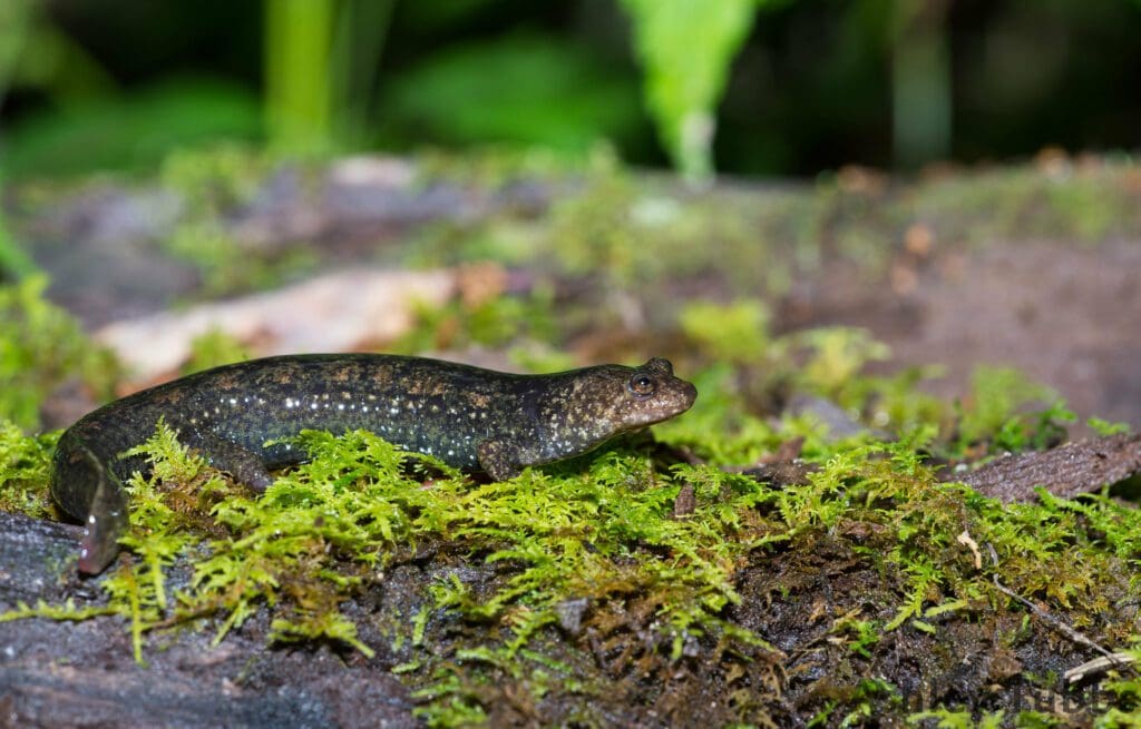 The Isolated Black-bellied Salamander: Wildlife of the Week – 2023 Week 22 8 a Black-bellied Salamander on green moss covered rock