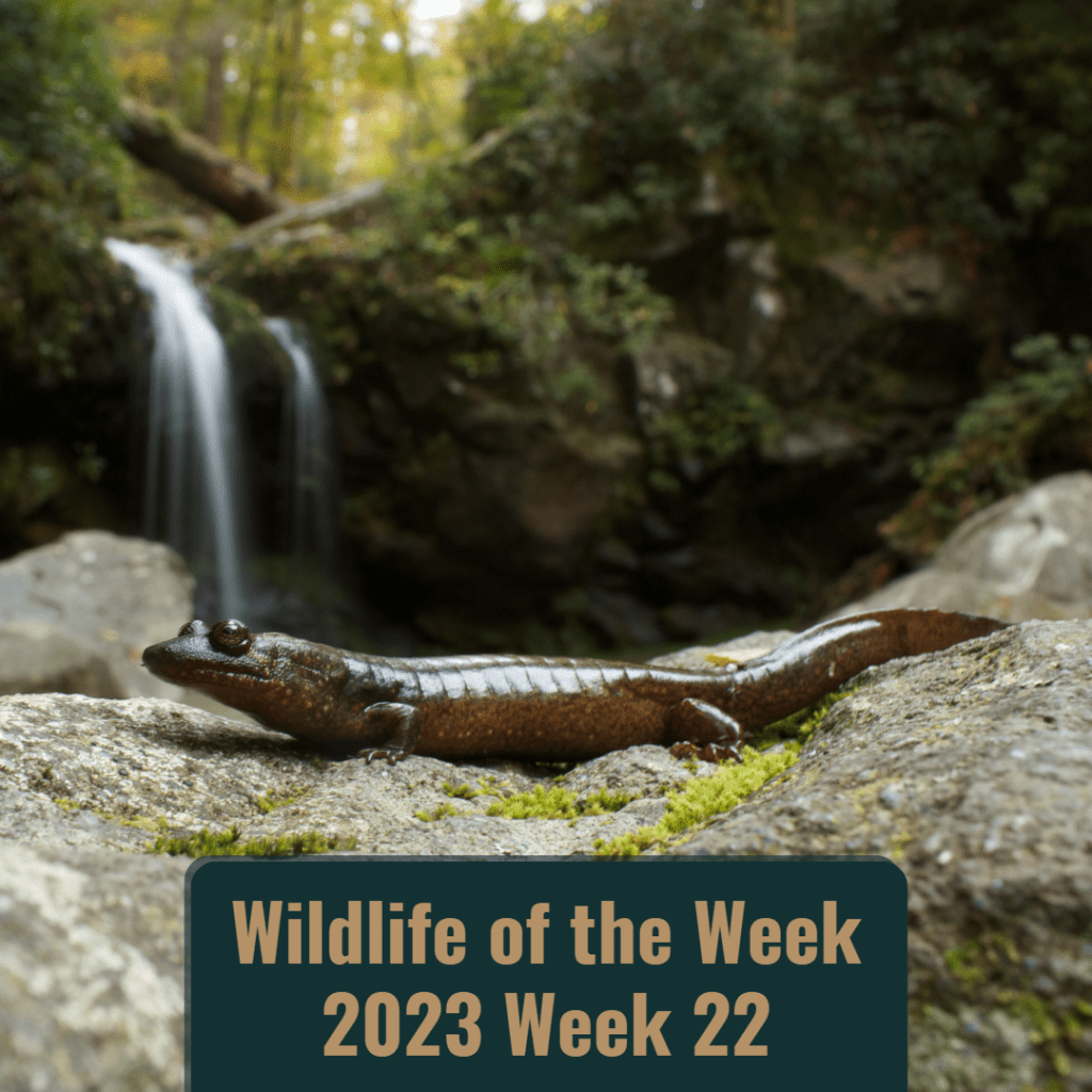 a Black-bellied Salamander sits on a rock with a waterfall in a forest in the background